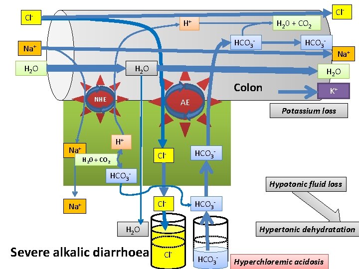 Cl- H+ H 20 + CO 2 HCO 3 - Na+ H 2 O