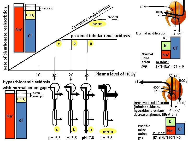 Rate of bicarbonate reabsorbtion on i t rb o s ab norm re Anion