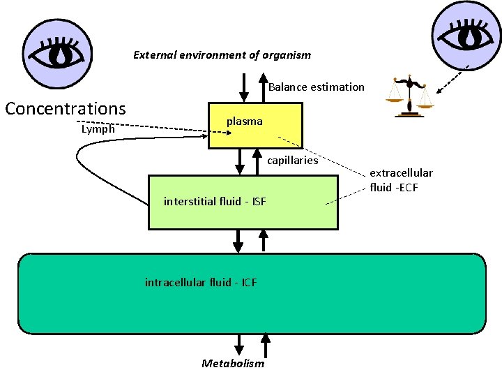 External environment of organism Balance estimation Concentrations Lymph plasma capillaries interstitial fluid - ISF