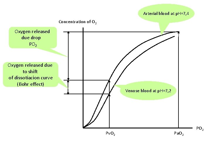 Arterial blood at p. H=7, 4 Concentration of O 2 Oxygen released due drop