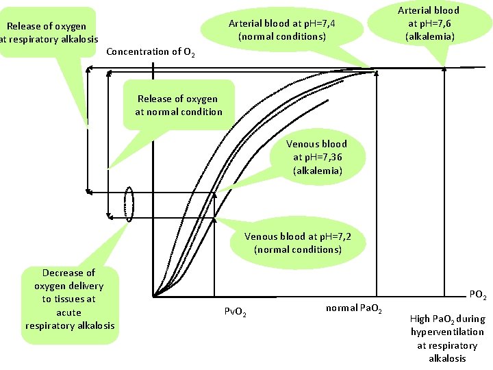 Release of oxygen at respiratory alkalosis Arterial blood at p. H=7, 4 (normal conditions)