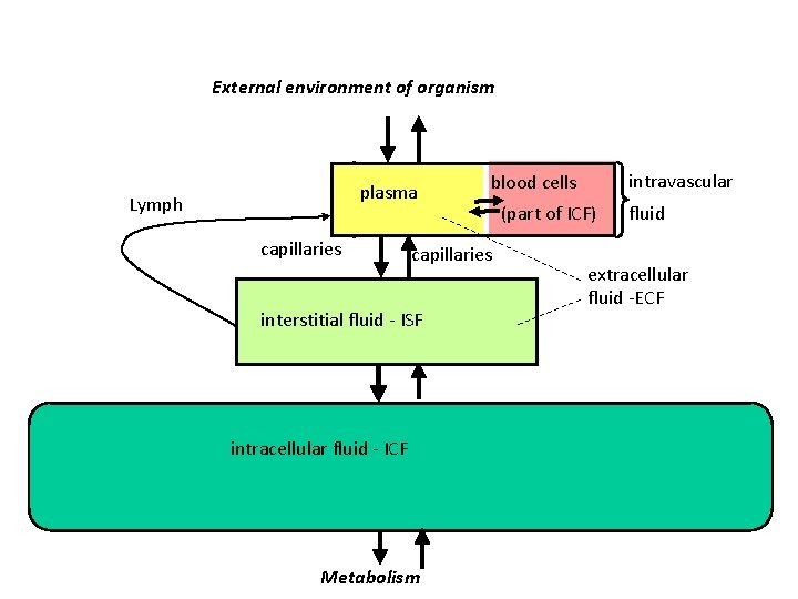 External environment of organism plasma Lymph capillaries interstitial fluid - ISF intracellular fluid -