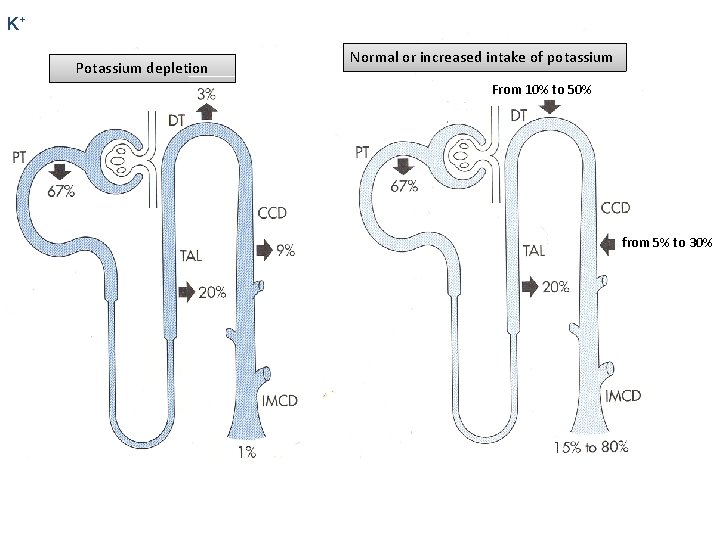 K+ Potassium depletion Normal or increased intake of potassium From 10% to 50% from