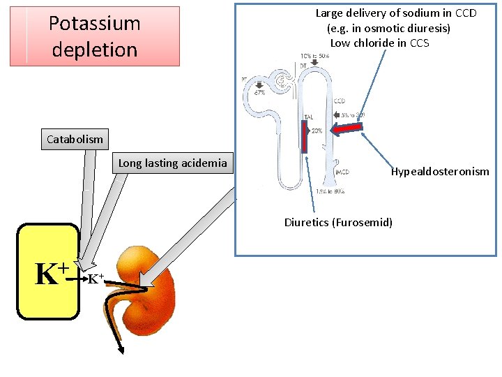 Potassium depletion Large delivery of sodium in CCD (e. g. in osmotic diuresis) Low