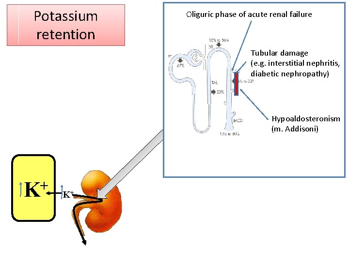 Potassium retention Oliguric phase of acute renal failure Tubular damage (e. g. interstitial nephritis,