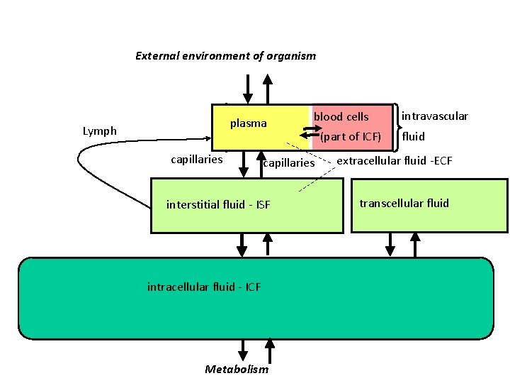 External environment of organism plasma Lymph capillaries blood cells capillaries interstitial fluid - ISF