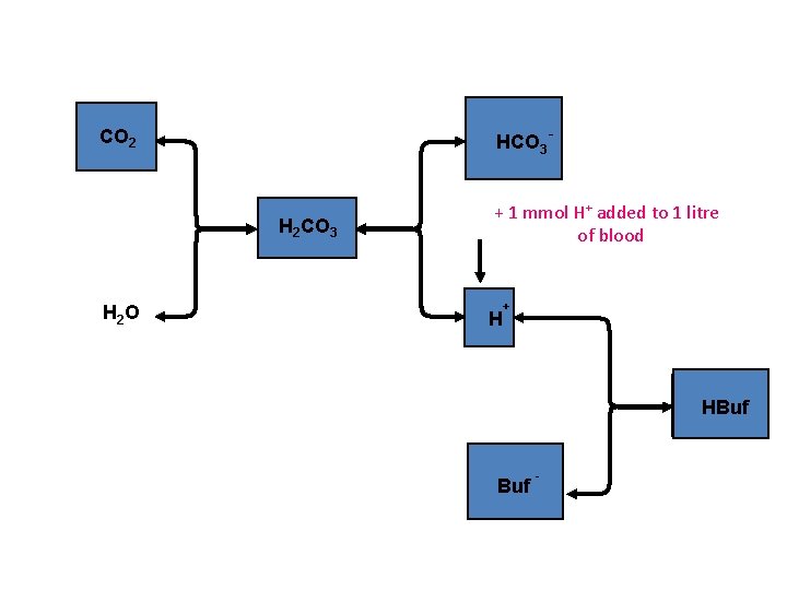 HCO 3 - CO 2 H 2 CO 3 H 2 O + 1