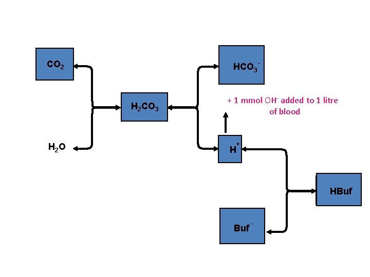 HCO 3 - CO 2 H 2 CO 3 H 2 O + 1