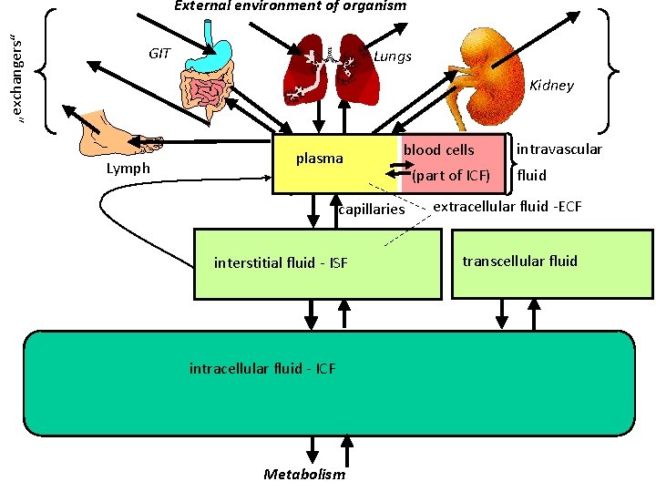 „exchangers“ External environment of organism GIT Lungs Kidney Lymph plasma blood cells capillaries interstitial