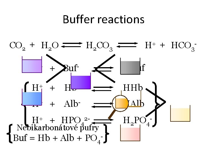 Buffer reactions CO 2 + H 2 O H+ + HCO 3 - H