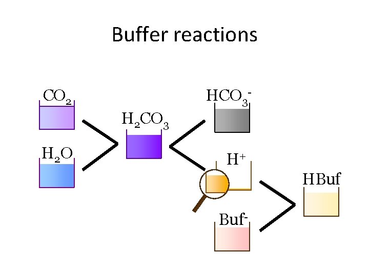 Buffer reactions HCO 3 - CO 2 H 2 CO 3 H 2 O