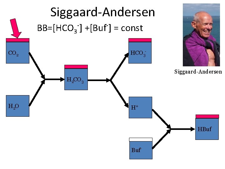 Siggaard-Andersen BB=[HCO 3 -] +[Buf-] = const HCO 3 - CO 2 Siggaard-Andersen H