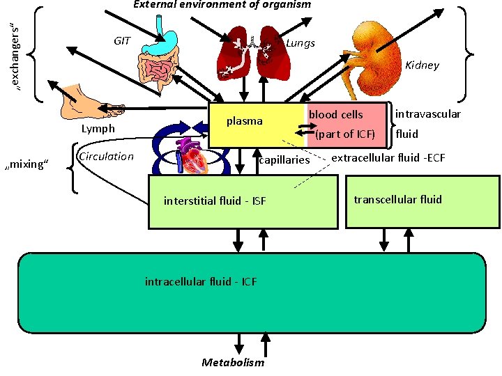 „exchangers“ External environment of organism GIT Kidney Lymph „mixing“ Lungs plasma Circulation blood cells