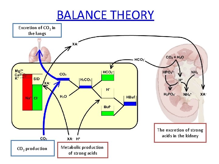 BALANCE THEORY Excretion of CO 2 in the lungs The excretion of strong acids