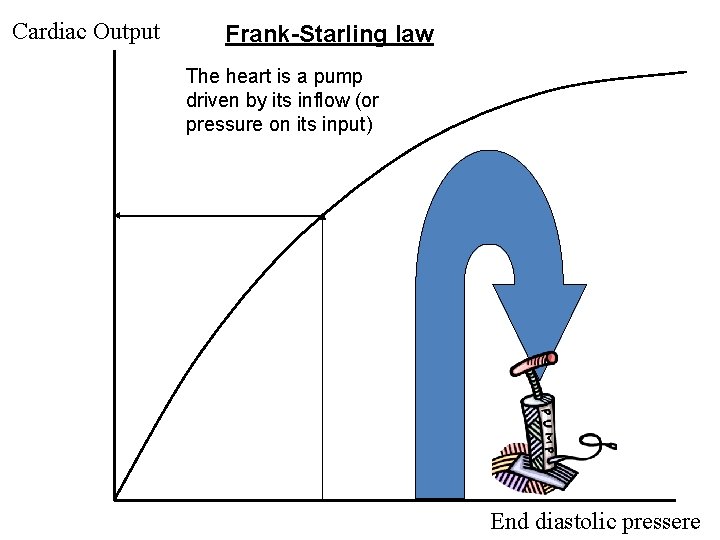 Cardiac Output Frank-Starling law The heart is a pump driven by its inflow (or