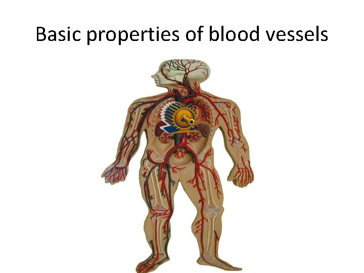 Basic properties of blood vessels 