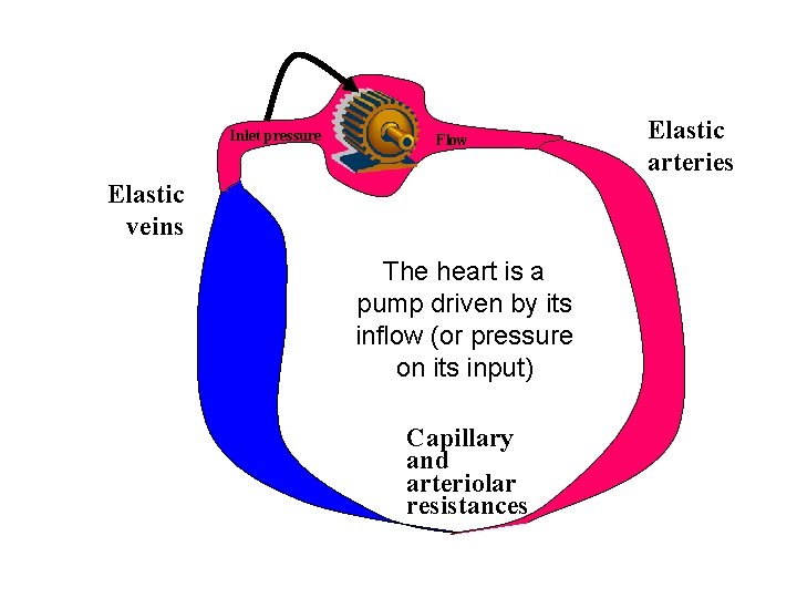 Inlet pressure Flow Elastic veins The heart is a pump driven by its inflow