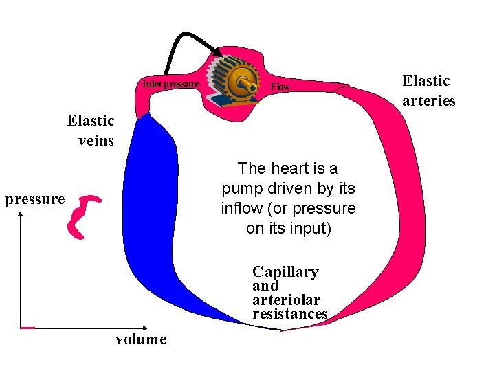 Inlet pressure Flow Elastic veins The heart is a pump driven by its inflow