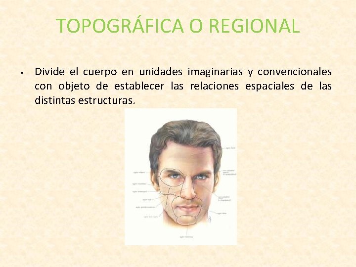 TOPOGRÁFICA O REGIONAL • Divide el cuerpo en unidades imaginarias y convencionales con objeto