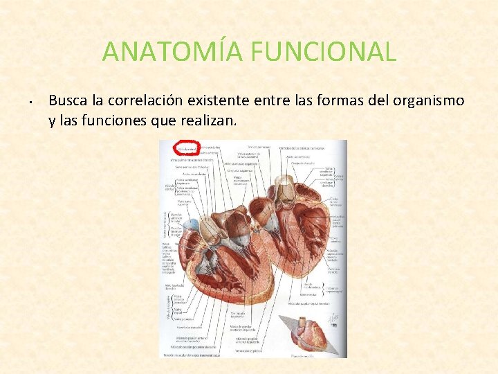 ANATOMÍA FUNCIONAL • Busca la correlación existente entre las formas del organismo y las