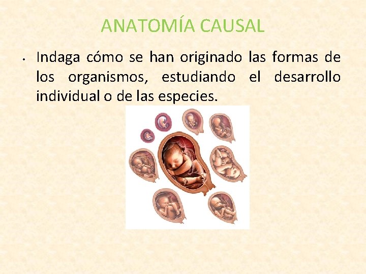 ANATOMÍA CAUSAL • Indaga cómo se han originado las formas de los organismos, estudiando