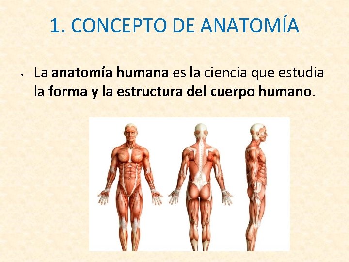 1. CONCEPTO DE ANATOMÍA • La anatomía humana es la ciencia que estudia la