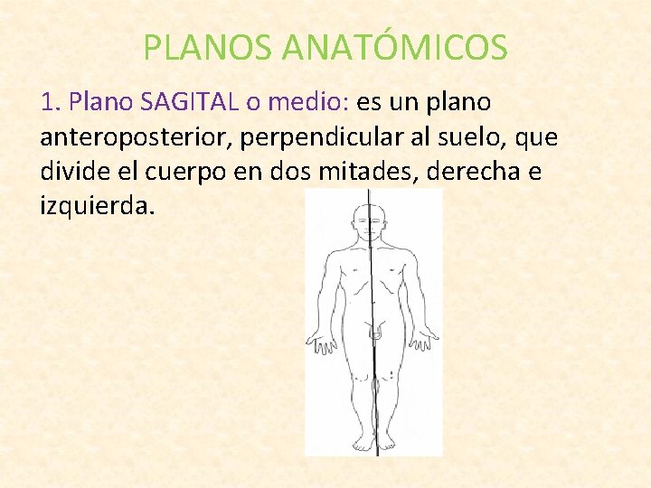 PLANOS ANATÓMICOS 1. Plano SAGITAL o medio: es un plano anteroposterior, perpendicular al suelo, PLANOS ANATÓMICOS 1. Plano SAGITAL o medio: es un plano anteroposterior, perpendicular al suelo,