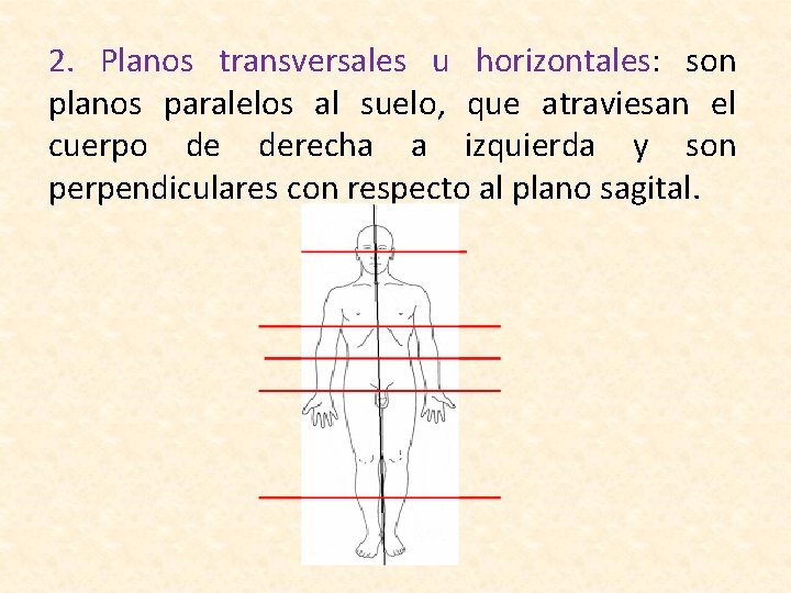 2. Planos transversales u horizontales: son planos paralelos al suelo, que atraviesan el cuerpo 2. Planos transversales u horizontales: son planos paralelos al suelo, que atraviesan el cuerpo