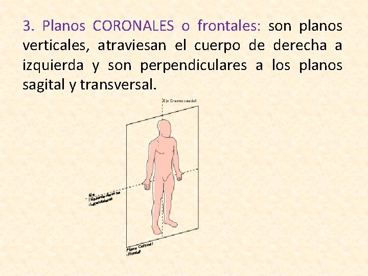 3. Planos CORONALES o frontales: son planos verticales, atraviesan el cuerpo de derecha a