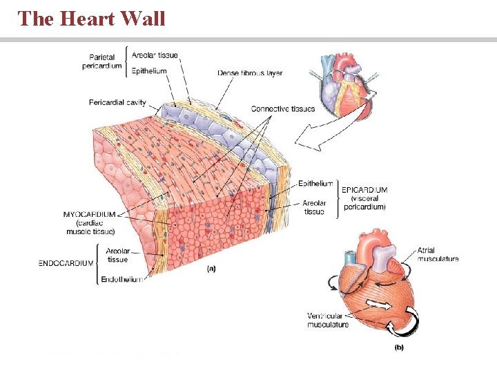 The Heart Wall 