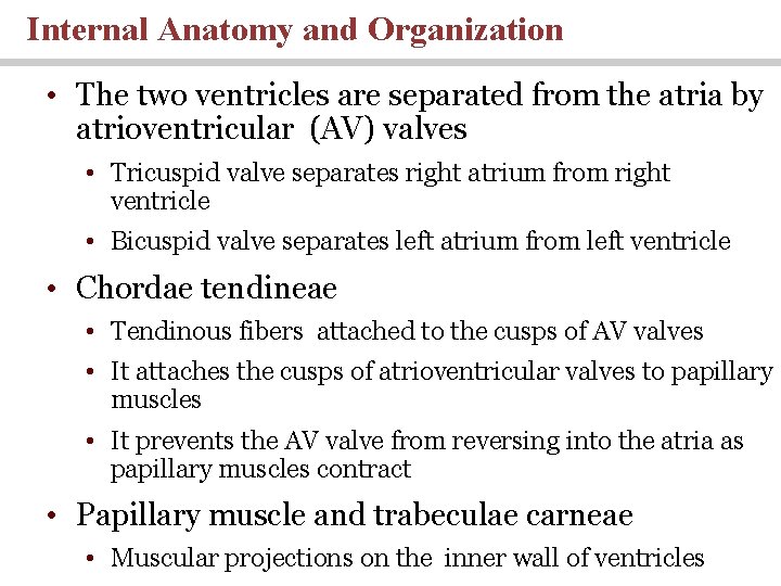 Internal Anatomy and Organization • The two ventricles are separated from the atria by