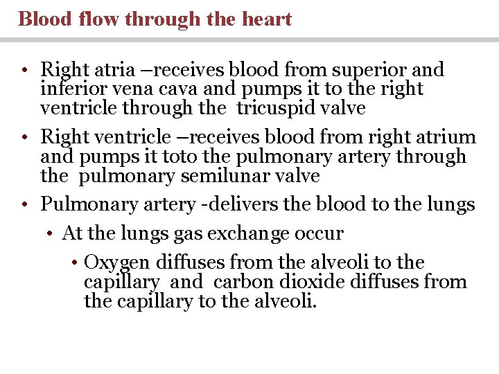 Blood flow through the heart • Right atria –receives blood from superior and inferior