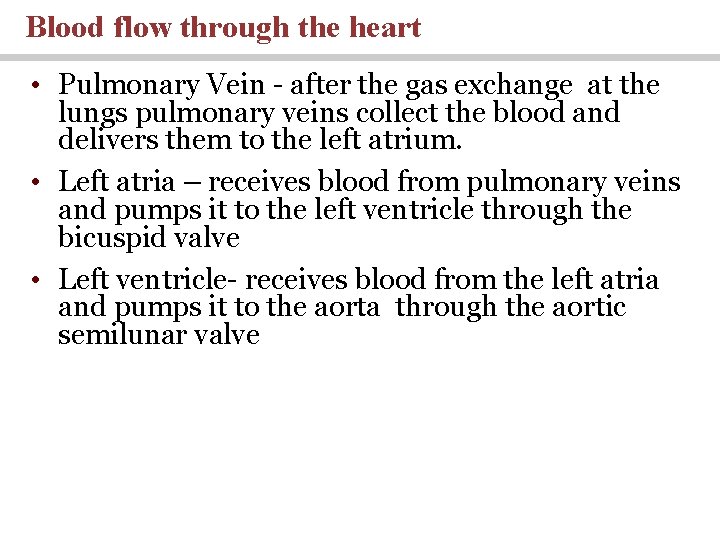 Blood flow through the heart • Pulmonary Vein - after the gas exchange at