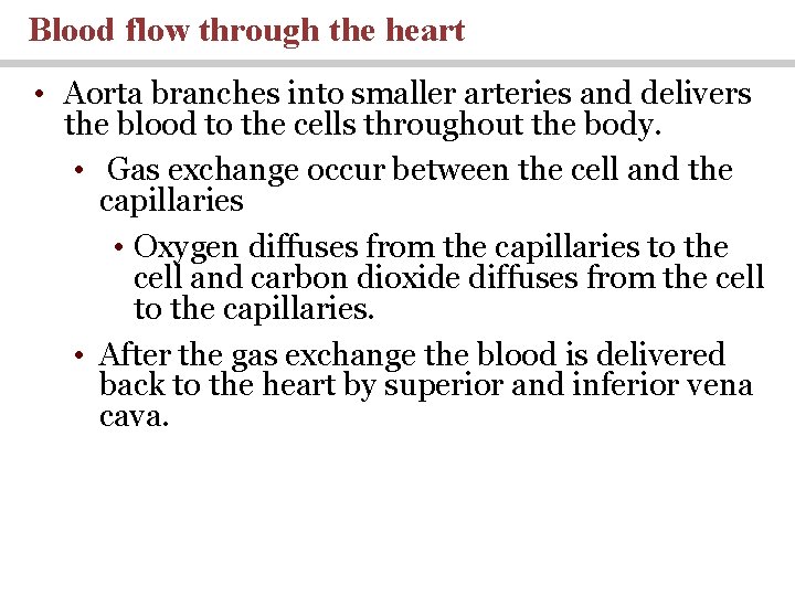 Blood flow through the heart • Aorta branches into smaller arteries and delivers the