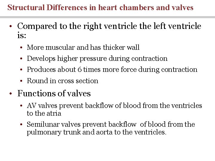 Structural Differences in heart chambers and valves • Compared to the right ventricle the