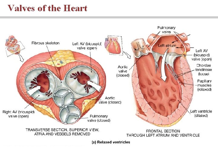 Valves of the Heart 