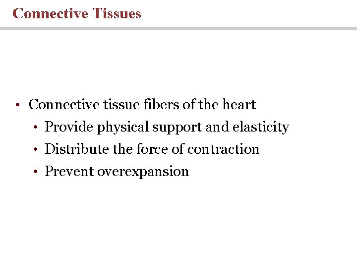 Connective Tissues • Connective tissue fibers of the heart • Provide physical support and