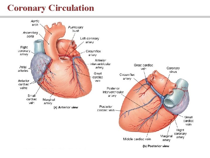 Coronary Circulation 