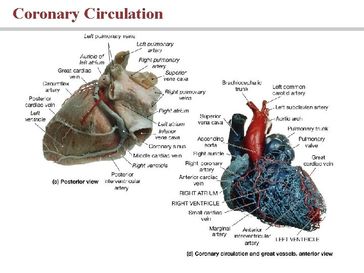 Coronary Circulation 