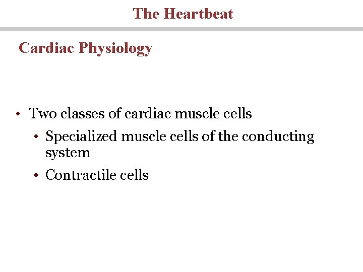 The Heartbeat Cardiac Physiology • Two classes of cardiac muscle cells • Specialized muscle