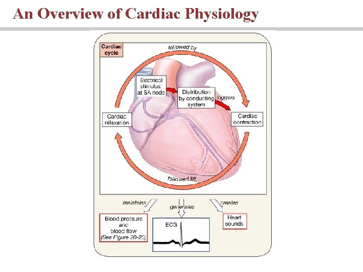 An Overview of Cardiac Physiology 