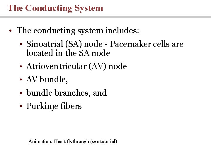 The Conducting System • The conducting system includes: • Sinoatrial (SA) node - Pacemaker