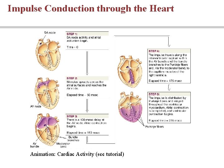 Impulse Conduction through the Heart Animation: Cardiac Activity (see tutorial) 