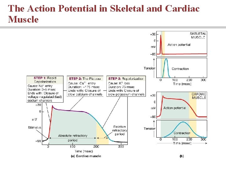 The Action Potential in Skeletal and Cardiac Muscle 