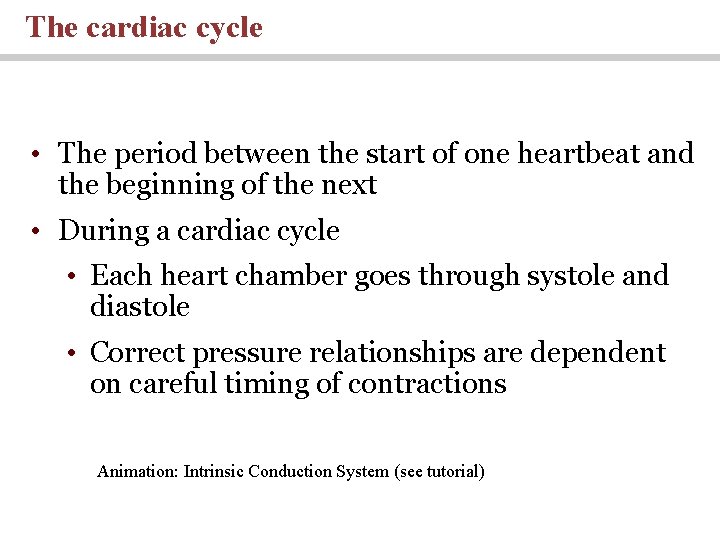 The cardiac cycle • The period between the start of one heartbeat and the