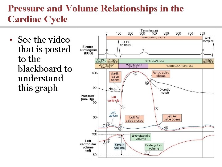 Pressure and Volume Relationships in the Cardiac Cycle • See the video that is