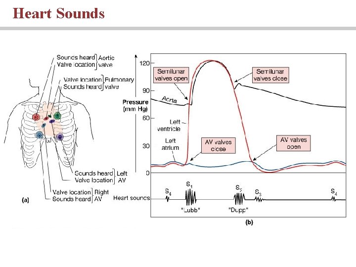 Heart Sounds 