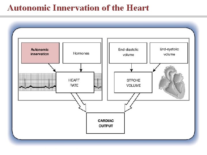 Autonomic Innervation of the Heart 