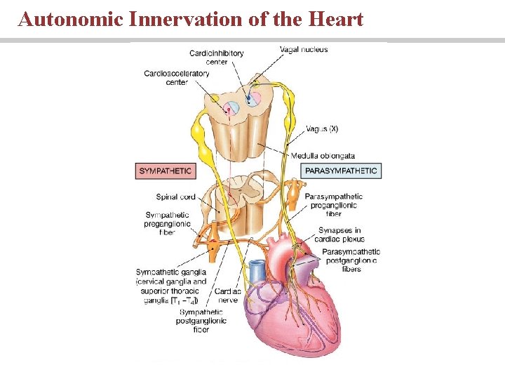Autonomic Innervation of the Heart 