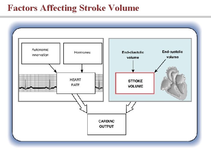 Factors Affecting Stroke Volume 